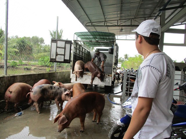 Gần Tết, gi&aacute; heo lại tăng