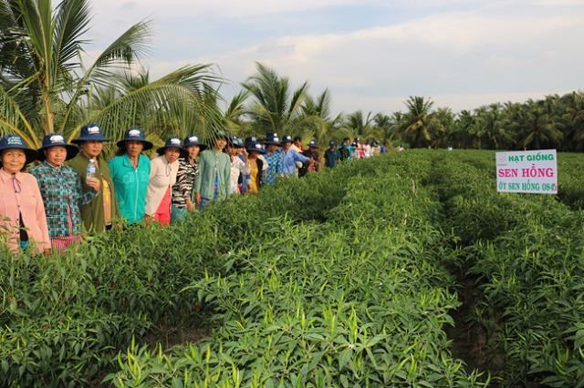 N&ocirc;ng d&acirc;n x&atilde; B&igrave;nh Ninh (huyện Chợ Gạo, tỉnh Tiền Giang) học hỏi, tham gia tập huấn kỹ thuật trồng ớt, tham quan m&ocirc; h&igrave;nh trồng ớt.
