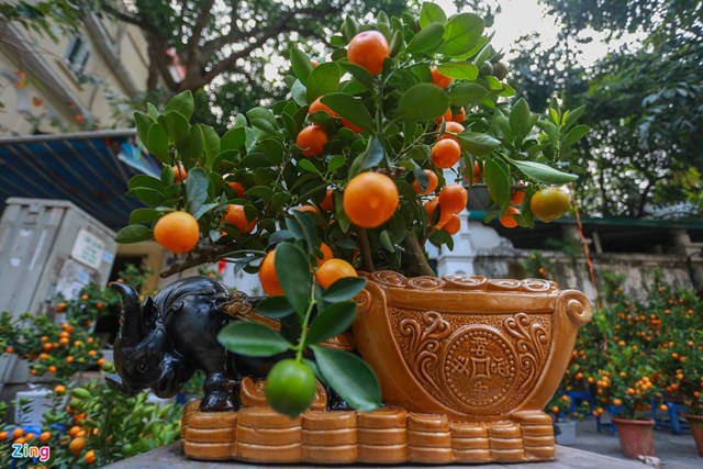 Chậu quất k&eacute;o tiền v&agrave;ng duy nhất ở một cửa h&agrave;ng tr&ecirc;n phố H&agrave;ng Lược (quận Ho&agrave;n Kiếm) c&oacute; gi&aacute; 1,2 triệu đồng.