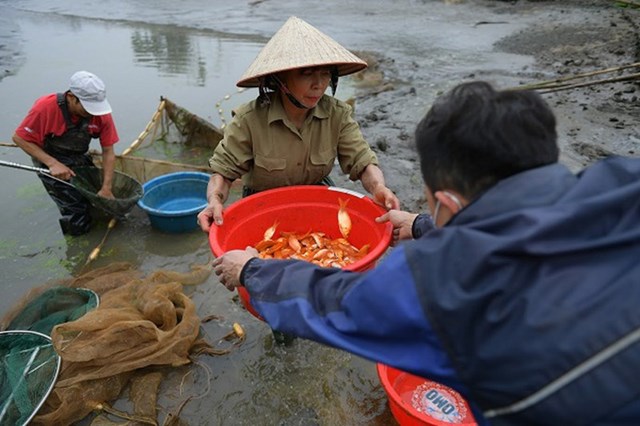 &nbsp;Gi&aacute; c&aacute; mua tại ao khoảng 100.000 đồng/kg, người nu&ocirc;i c&aacute; phấn khởi.