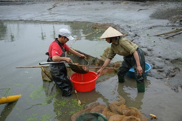 &nbsp;L&agrave;ng Thủy Tầm được xem l&agrave; l&agrave;ng nu&ocirc;i c&aacute; ch&eacute;p đỏ truyền thống, l&acirc;u đời v&agrave; lớn nhất miền Bắc.