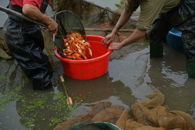 &nbsp;C&aacute; ch&eacute;p đỏ l&agrave;ng Thủy Trầm từ l&acirc;u đ&atilde; thu h&uacute;t đ&ocirc;ng đảo kh&aacute;ch mua bu&ocirc;n mỗi độ Tết &ocirc;ng C&ocirc;ng, &ocirc;ng T&aacute;o. C&aacute; ở đ&acirc;y c&oacute; k&iacute;ch cỡ vừa phải, khỏe, đỏ tươi hoặc v&agrave;ng, v&acirc;y nhọn, vẩy &aacute;nh đẹp, c&oacute; r&acirc;u hai b&ecirc;n n&ecirc;n được thị trường khắp nơi ưa chuộng.