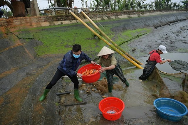 Rộn r&#224;ng l&#224;ng c&#225; ch&#233;p đỏ dịp Tết &#244;ng C&#244;ng, &#244;ng T&#225;o - Ảnh 1