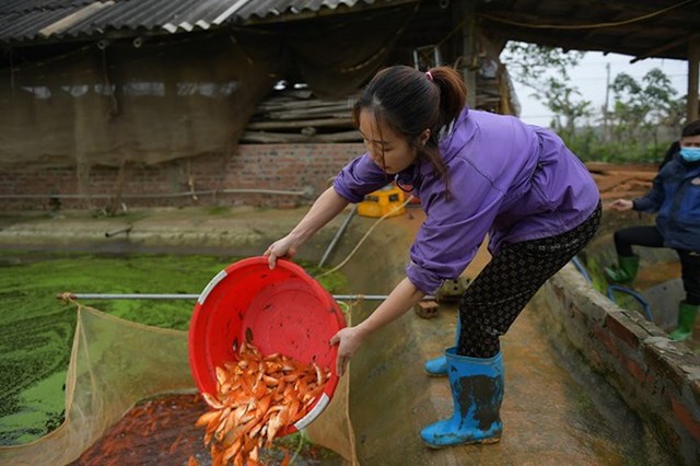 Gần ng&agrave;y 23 th&aacute;ng Chạp, h&agrave;ng trăm hộ d&acirc;n ở l&agrave;ng Thủy Trầm lại tất bật xuống h&uacute;t ao, thu hoạch c&aacute; để xuất b&aacute;n phục vụ nhu cầu t&iacute;n ngưỡng của người d&acirc;n mọi miền.&nbsp;