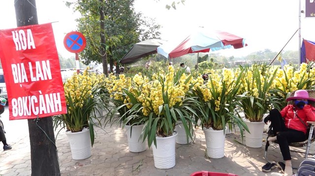 Hoa địa lan từ gi&aacute; 100.000- 150.000 đồng/c&agrave;nh đ&atilde; giảm c&ograve;n 80.000 đồng/c&agrave;nh - Ảnh: Dương Liễu