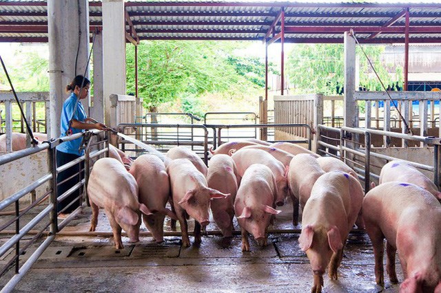 Gi&aacute; lợn hơi tiếp tục giảm tr&ecirc;n cả nước. (Ảnh: PLO)