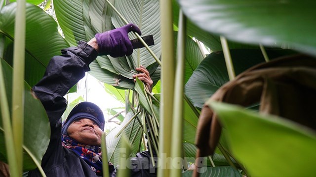 &Ocirc;ng Trịnh Văn Liễu (58 tuổi), một hộ d&acirc;n trồng dong tại Tr&agrave;ng C&aacute;t chia sẻ: "Trồng dong c&oacute; 2 kiểu, một l&agrave; dồn hết cho vụ tết, k&eacute;o d&agrave;i trong khoảng nửa cuối th&aacute;ng chạp. Nếu trồng theo c&aacute;ch n&agrave;y, trong năm người d&acirc;n chỉ tỉa l&aacute; xấu, b&eacute; b&aacute;n cho người c&oacute; nhu cầu g&oacute;i x&ocirc;i, g&oacute;i qu&agrave; b&aacute;nh. Đến cuối năm, những c&acirc;y dong cao qu&aacute; đầu người chỉ c&ograve;n lại những l&aacute; to, đẹp để phục vụ tết n&ecirc;n gi&aacute; rất cao. Kiểu c&ograve;n lại l&agrave; cứ 3 th&aacute;ng thu hoạch một lần, c&acirc;y chỉ cao ở mức ngang h&ocirc;ng, l&aacute; kh&ocirc;ng qu&aacute; to v&agrave; gi&aacute; b&aacute;n cũng rẻ hơn so với loại l&aacute; đẹp n&oacute;i tr&ecirc;n".