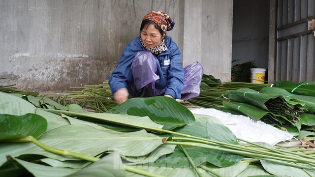 Theo người d&acirc;n nơi đ&acirc;y, c&acirc;y dong trồng một lần th&igrave; thu hoạch được m&atilde;i. Cứ cắt l&aacute; cũ đi l&aacute; mới lại trồi l&ecirc;n, năm n&agrave;y qua năm kh&aacute;c. Với mỗi người d&acirc;n l&agrave;ng Tr&agrave;ng C&aacute;t, loại l&aacute; n&agrave;y đ&atilde; trở th&agrave;nh biểu tượng v&agrave; thương hiệu, niềm tự h&agrave;o mỗi khi nhắc về qu&ecirc; hương.
