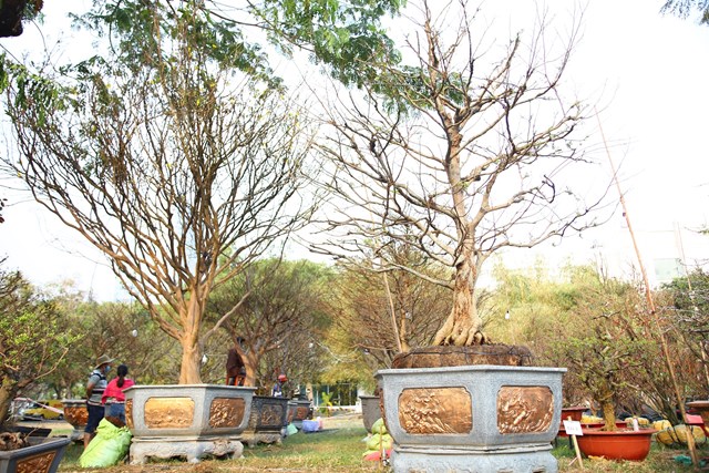 Những c&#226;y mai bạc tỷ tại chợ hoa xu&#226;n TP HCM - Ảnh 1
