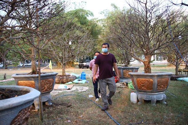 Những c&#226;y mai bạc tỷ tại chợ hoa xu&#226;n TP HCM - Ảnh 8
