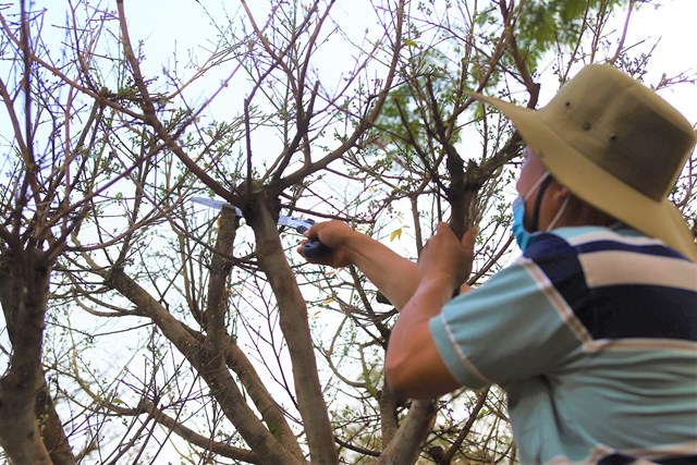 Những c&#226;y mai bạc tỷ tại chợ hoa xu&#226;n TP HCM - Ảnh 7