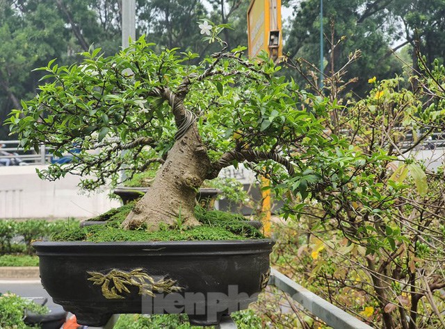 Những c&acirc;y bonsai mini c&oacute; chiều cao chưa đầy gang tay được tạo d&aacute;ng uốn lượn độc đ&aacute;o ph&ugrave; hợp cho việc để b&agrave;n.