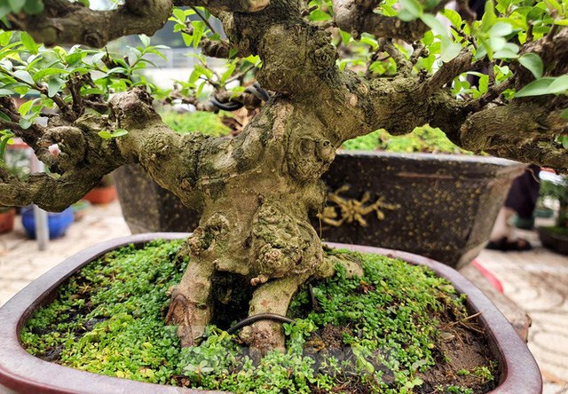 Theo chủ vườn th&igrave; d&ugrave; l&agrave; c&acirc;y mini nhưng đ&atilde; c&oacute; tuổi đời rất l&acirc;u, gốc c&acirc;y x&ugrave; x&igrave;, c&aacute;c nh&aacute;nh được tạo thế độc đ&aacute;o n&ecirc;n c&oacute; gi&aacute; cao hơn những c&acirc;y lớn kh&aacute;c.