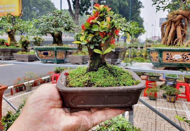 Chậu bonsai để vừa trong l&ograve;ng b&agrave;n tay nhưng c&oacute; gi&aacute; gần 1 triệu đồng được b&aacute;n ở chợ hoa xu&acirc;n.