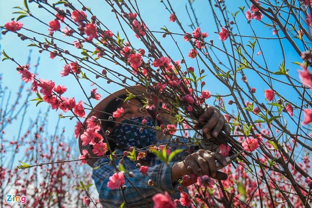 &ldquo;Năm nay t&ocirc;i c&oacute; vườn nở sớm n&ecirc;n c&ocirc;ng sức một năm chăm s&oacute;c bị lỗ. C&ograve;n lại c&aacute;c vườn chưa nở th&igrave; người mua cũng kh&ocirc;ng nhiều. V&igrave; đ&agrave;o c&acirc;y gi&aacute; cao n&ecirc;n kh&oacute; b&aacute;n hơn đ&agrave;o c&agrave;nh", chị Doan n&oacute;i.