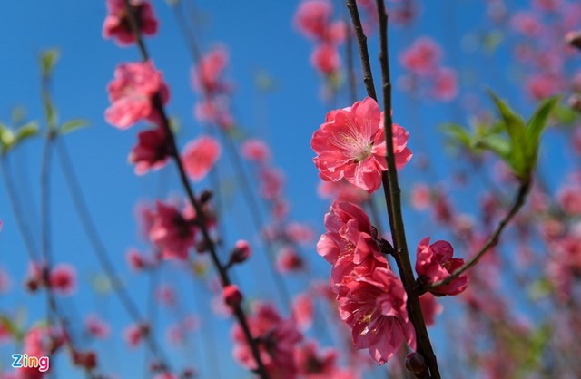 Với những vườn trồng đ&agrave;o c&agrave;nh, t&igrave;nh h&igrave;nh khả quan hơn. Tuy vậy, nhiều vườn vẫn ế h&agrave;ng.