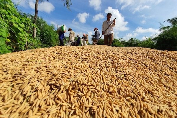 Nhiều doanh nghiệp b&aacute;n n&ocirc;ng sản sang Trung Quốc nhưng chưa hiểu r&otilde; thị trường n&agrave;y. Vận chuyển l&uacute;a đi ti&ecirc;u thụ.