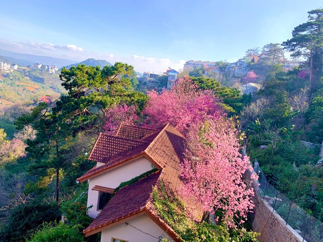 Gia đ&igrave;nh chị Nguyễn Thanh Hiền c&oacute; một ng&ocirc;i nh&agrave; thứ hai n&eacute;p m&igrave;nh lưng chừng thung lũng Khe Sanh, Đ&agrave; Lạt. Sở dĩ n&oacute;i ng&ocirc;i nh&agrave; thứ hai v&igrave; tại TP HCM, gia đ&igrave;nh chị cũng c&oacute; một cơ ngơi rộng r&atilde;i với s&acirc;n thượng nhiều c&acirc;y tr&aacute;i, diện t&iacute;ch l&ecirc;n tới 200 m2 gần s&acirc;n bay T&acirc;n Sơn Nhất. &nbsp;