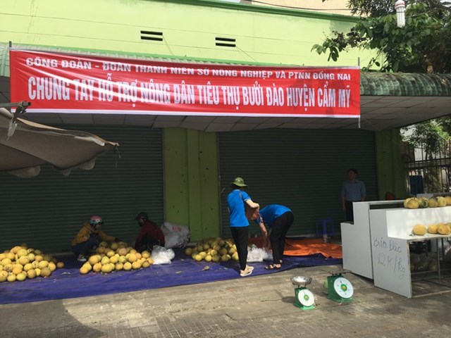C&ocirc;ng đo&agrave;n vi&ecirc;n chức Sở N&ocirc;ng nghiệp v&agrave; ph&aacute;t triển n&ocirc;ng th&ocirc;n mở điểm b&aacute;n bưởi "giải cứu" cho n&ocirc;ng d&acirc;n trồng bưởi