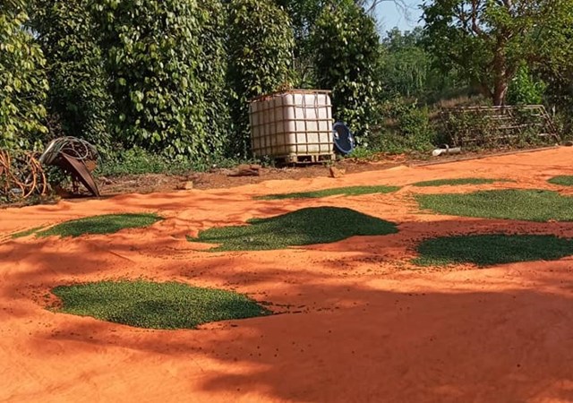 VPA cảnh b&aacute;o người d&acirc;n kh&ocirc;ng n&ecirc;n mở rộng diện t&iacute;ch trồng ti&ecirc;u hay vội v&atilde; thu hoạch ti&ecirc;u xanh.