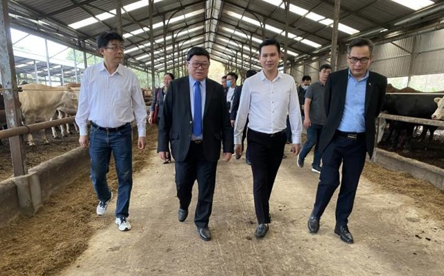 &Ocirc;ng chủ Asanzo cho biết, &ocirc;ng c&ugrave;ng một nh&oacute;m đầu tư đ&atilde; "r&oacute;t" 2.000 tỷ đồng v&agrave;o hệ thống 5 trang trại b&ograve;. Ảnh: Nguy&ecirc;n Hu&acirc;n/B&aacute;o N&ocirc;ng nghiệp