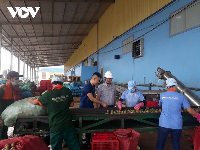 Doanh nghiệp đang n&acirc;ng c&ocirc;ng suất chế biến tr&aacute;i c&acirc;y đ&ocirc;ng lạnh l&ecirc;n 100 tấn/ng&agrave;y để sử dụng tối ưu nguồn năng lượng điện mặt trời &aacute;p m&aacute;i.