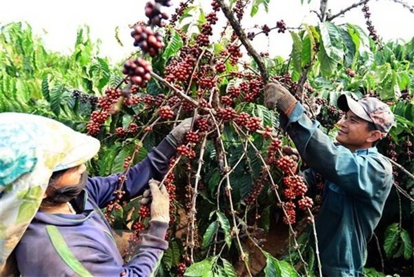 Thu hoạch c&agrave; ph&ecirc; ở T&acirc;y Nguy&ecirc;n. Ảnh: TTXVN