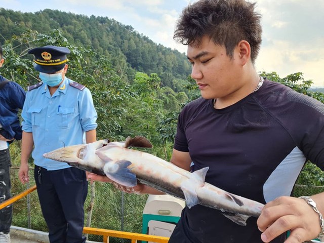 Việc xử l&yacute; những vi phạm li&ecirc;n quan đến chuyện nhập khẩu c&aacute; tầm mất rất nhiều thời gian, li&ecirc;n quan đến nhiều cơ quan kh&aacute;c nhau m&agrave; chưa đi đến đ&acirc;u (h&igrave;nh minh họa- PV)&nbsp;