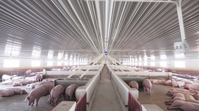 Trang trại lợn Dabaco Tuy&ecirc;n Quang. Ảnh: DBC
