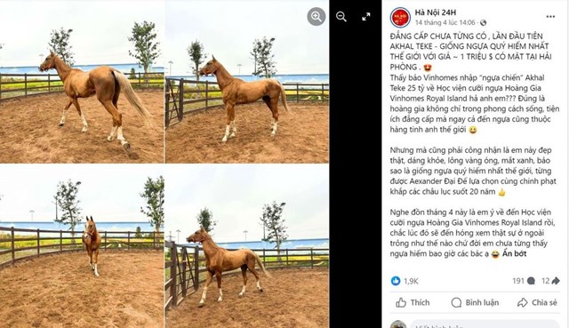 Cộng đồng mạng x&ocirc;n xao khi giống ngựa triệu đ&ocirc; Akhal Teke lần đầu ti&ecirc;n c&oacute; mặt tại Việt Nam&nbsp;