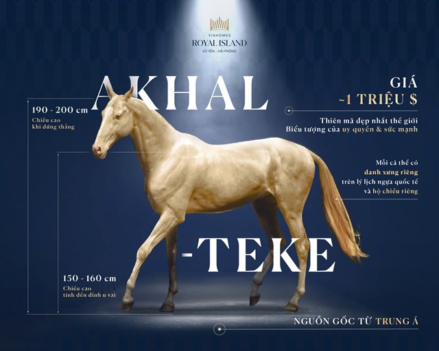 Thỏa m&atilde;n đam m&ecirc; cưỡi ngựa với giống Akhal Teke qu&yacute; hiếm bậc nhất thế giới, đắt hơn cả những chiếc si&ecirc;u xe l&agrave; đặc quyền d&agrave;nh ri&ecirc;ng cho cư d&acirc;n Vinhomes Royal Island&nbsp;