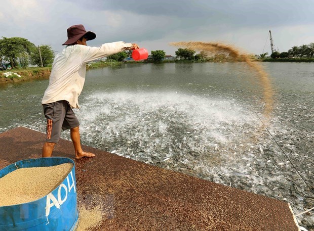 N&#244;ng d&#226;n nếm &quot;tr&#225;i đắng&quot; do đua nhau nu&#244;i c&#225; tra giống tự ph&#225;t - Ảnh 1