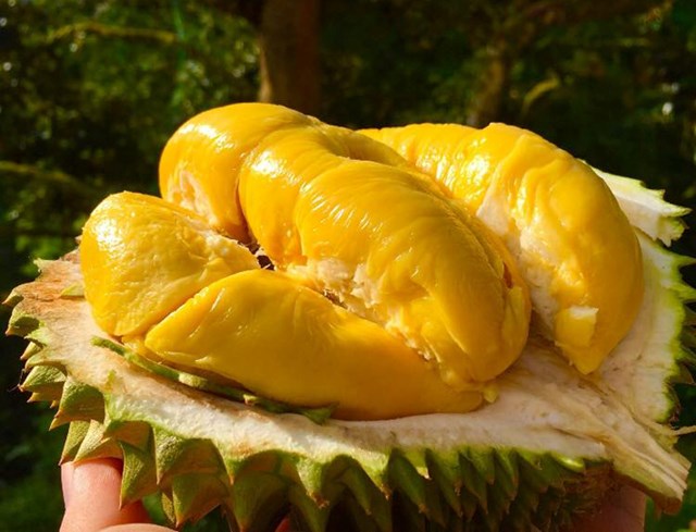 Kh&#225;m ph&#225; sản vật Miền Nam Việt Nam (Kỳ 1): sầu ri&#234;ng L&#225;i Thi&#234;u, măng cụt L&#225;i Thi&#234;u, b&#250;n t&#244;m Ch&#226;u Tr&#250;c, b&#225;nh b&#232;o b&#236; chợ B&#250;ng - Ảnh 1