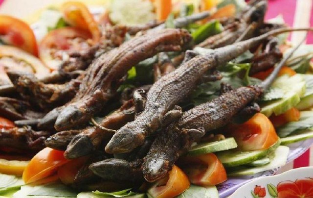 Thằn lằn n&uacute;i B&agrave; Đen.