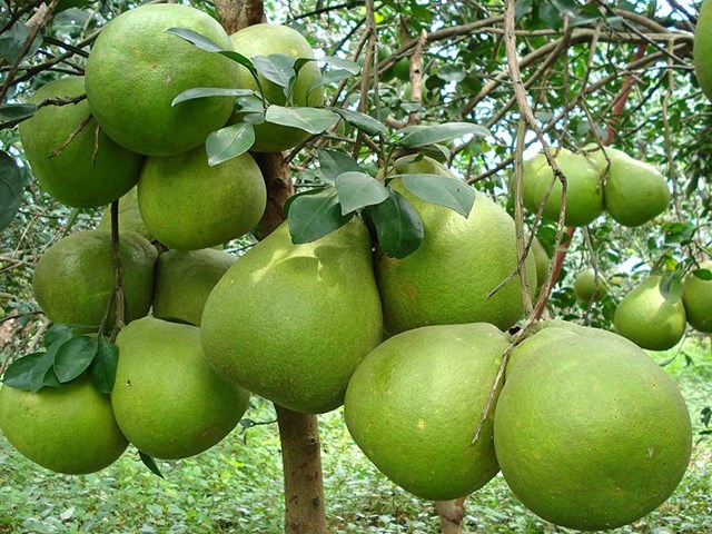 Bưởi T&acirc;n Triều.