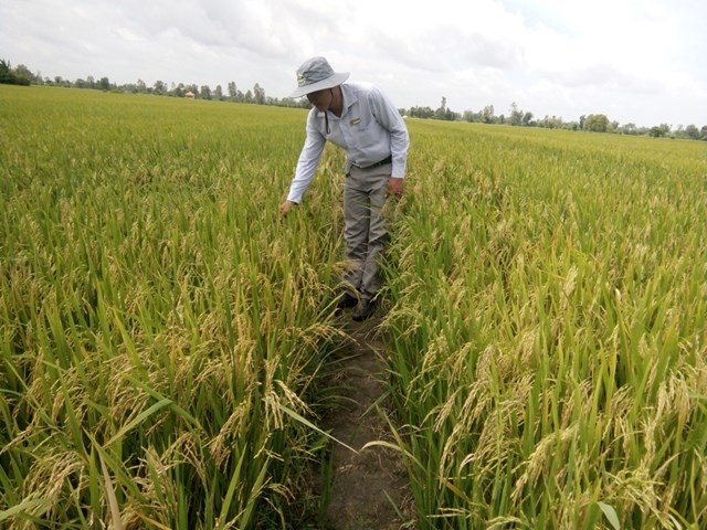 C&acirc;y nếp b&egrave; Chợ Gạo.