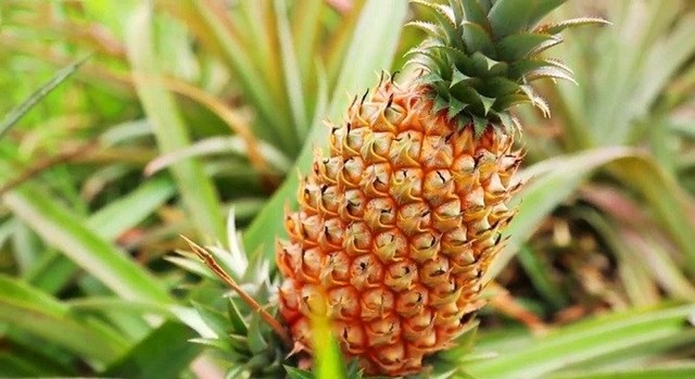 Kh&oacute;m Cầu Đ&uacute;c Hậu Giang.