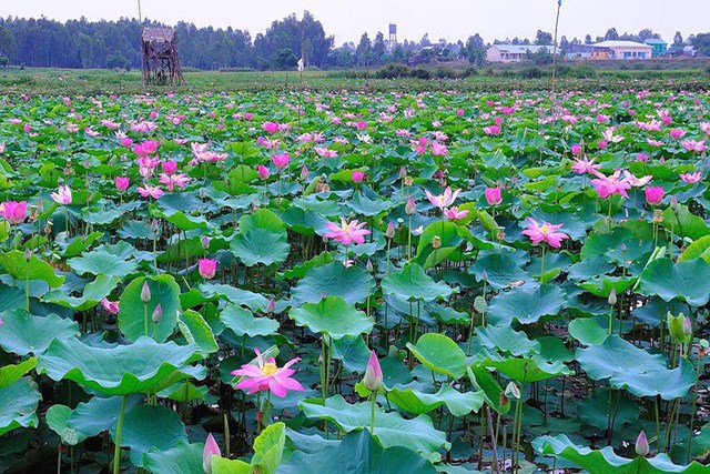 Đồng sen Th&aacute;p Mười. &nbsp;