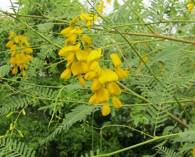 Kh&#225;m ph&#225; sản vật miền Nam Việt Nam (Kỳ 10): b&#244;ng đi&#234;n điển, b&#244;ng s&#250;ng mắm kho, c&#225; l&#243;c nướng trui, nem Lai Vung - Ảnh 1