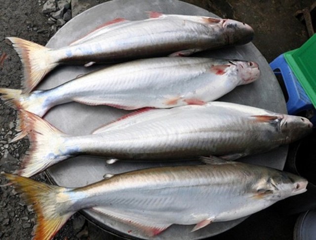C&aacute; b&ocirc;ng lau - An Giang