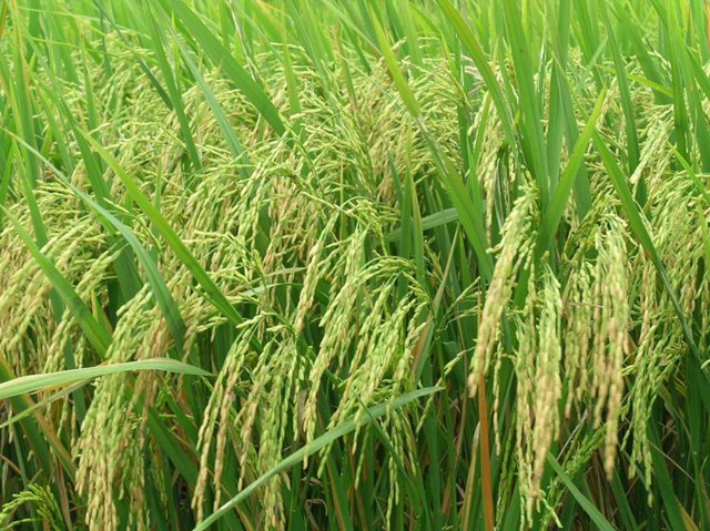 Kh&#225;m ph&#225; sản vật miền Nam Việt Nam (Kỳ 13): gạo N&#224;ng Thơm chợ Đ&#224;o, rượu đế G&#242; Đen, kh&#243;m Bến Lức, thanh long Ch&#226;u Th&#224;nh - Ảnh 1
