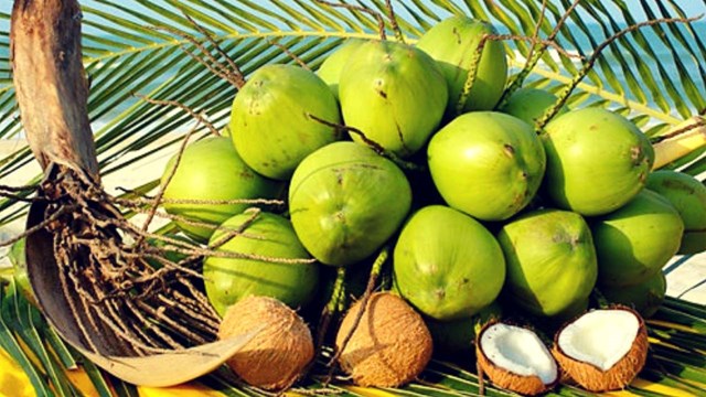 Dừa Bến Tre.