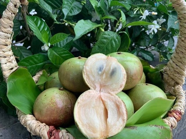 Kh&#225;m ph&#225; sản vật miền Nam Việt Nam (Kỳ 14): dừa Bến Tre, sầu ri&#234;ng C&#225;i Mơn, bưởi da xanh, v&#250; sữa bơ hồng Ba Long - Ảnh 3