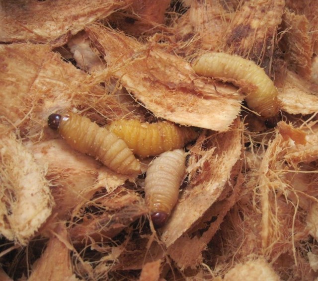 Đu&ocirc;ng dừa.
