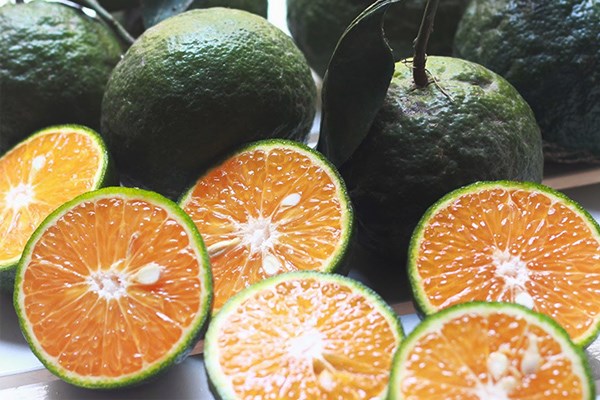 Kh&#225;m ph&#225; sản vật miền Nam Việt Nam (Kỳ 17): bưởi Năm Roi B&#236;nh Minh, cam s&#224;nh Tam B&#236;nh, ch&#244;m ch&#244;m B&#236;nh H&#242;a Phước, b&#225;nh &#250; Vĩnh Long - Ảnh 3