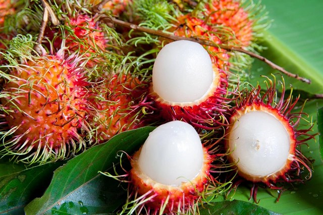 Ch&ocirc;m ch&ocirc;m B&igrave;nh H&ograve;a Phước.
