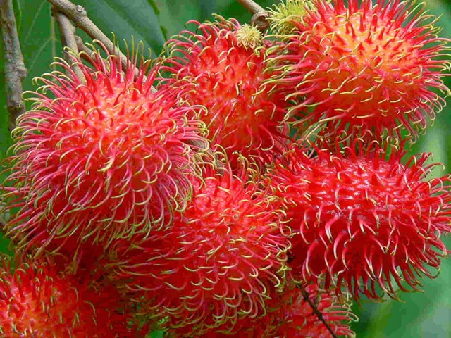 Kh&#225;m ph&#225; sản vật miền Nam Việt Nam (Kỳ 17): bưởi Năm Roi B&#236;nh Minh, cam s&#224;nh Tam B&#236;nh, ch&#244;m ch&#244;m B&#236;nh H&#242;a Phước, b&#225;nh &#250; Vĩnh Long - Ảnh 4