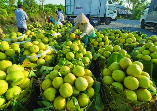 Bưởi Năm Roi B&igrave;nh Minh.