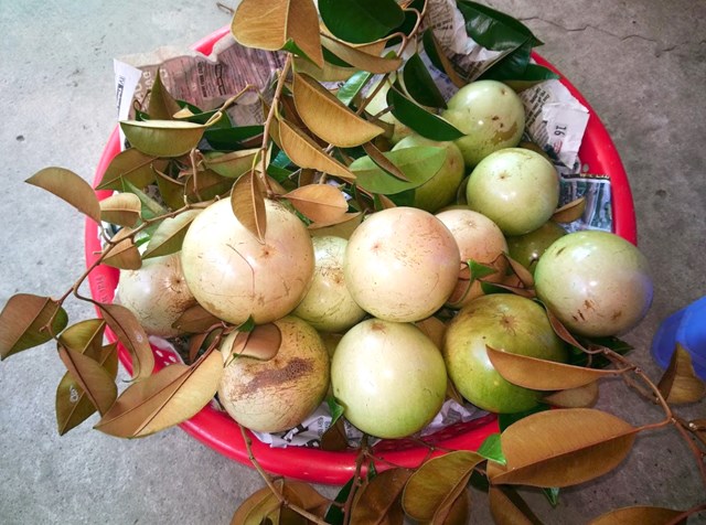 Kh&#225;m ph&#225; sản vật miền Nam Việt Nam (Kỳ 19): cam mật Phong Điền, nem C&#225;i Răng, v&#250; sữa v&#224; qu&#253;t đường Cần Thơ - Ảnh 2