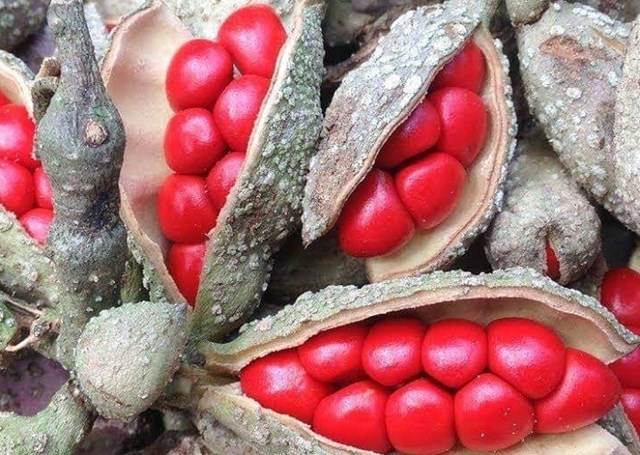 Hạt dổi tươi c&oacute; m&agrave;u đỏ.